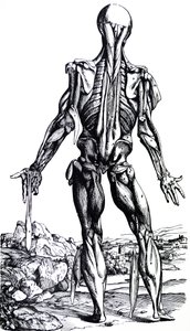Die Platten aus dem zweiten Buch der De Humani Corporis Fabrica