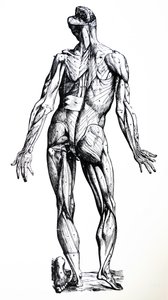 Die Platten aus dem siebten Buch der De Humani Corporis Fabrica von Andreas Vesalius