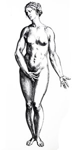 Die Tafeln aus dem siebten Buch der De Humani Corporis Fabrica von Andreas Vesalius