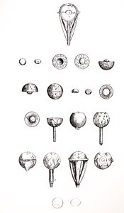Die Platten aus dem siebten Buch der De Humani Corporis Fabrica von Andreas Vesalius