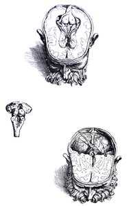 Die Platten aus dem siebten Buch der De Humani Corporis Fabrica von Andreas Vesalius
