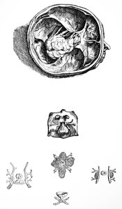 Die Platten aus dem siebten Buch der De Humani Corporis Fabrica von Andreas Vesalius