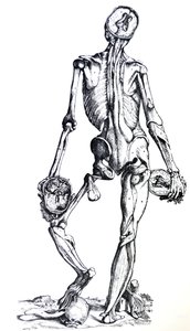Die Platten aus dem siebten Buch der De Humani Corporis Fabrica