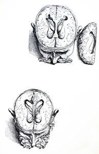 Die Tafeln aus dem siebten Buch der De Humani Corporis Fabrica