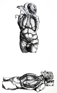 Die Tafeln aus dem sechsten Buch der De Humani Corporis Fabrica von Andreas Vesalius