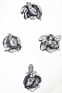 Die Platten aus dem sechsten Buch der De Humani Corporis Fabrica von Andreas Vesalius