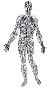 Die Platten aus dem dritten Buch der De Humani Corporis Fabrica von Andreas Vesalius
