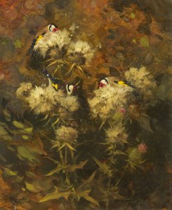 Stieglitze beim Fressen von Andrew Allan
