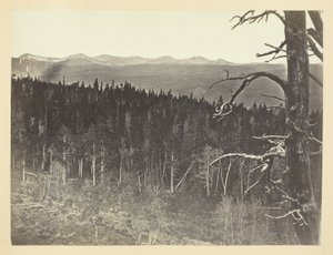 Schnee und Baumgrenze, Medicine Bow Mountain von Andrew Joseph Russell