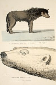 Ein Schlittenhund des arktischen Hochländers und der Kopf eines weißen Bären, Illustration aus 