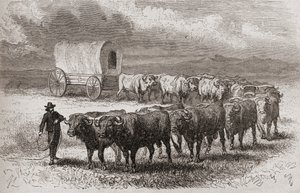 Ochsen überqueren die großen Ebenen Amerikas im Jahr 1867, Illustration aus 