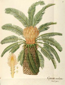 Sagopalme (Cycas revoluta Thunb), Cycadaceae von Angela Rossi Bottione