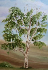 Australischer Eukalyptusbaum von Angeles M. Pomata