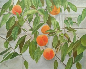 Frische Pfirsiche an der Wand