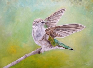 Kolibri mit ausgebreiteten Flügeln