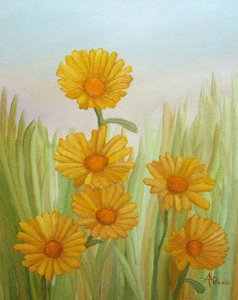 Sonnige gelbe Wiese
