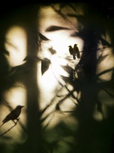 Ätherische Vögel im Schatten von Angelo Cerantola