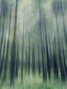 Ätherisches Waldlicht von Angelo Cerantola