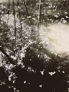 Ätherisches Waldlicht