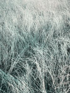 Fließendes silbernes Gras von Angelo Cerantola
