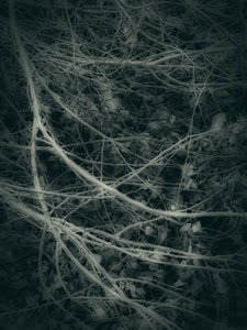 Gothik (6) von Angelo Cerantola