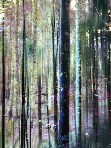 Mystische Waldtöne von Angelo Cerantola
