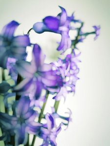 Weiche lila Blüten von Angelo Cerantola