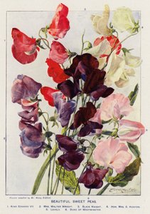 Schöne Duftwicken (Farblithografie)