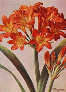 Clivia Miniata, lange bekannt als Imantophyllum Miniatum von Angelo Fairfax Muckley