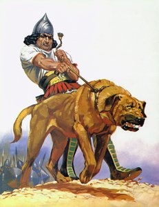 Assyrischer Kampfhund