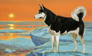 Husky-Hund