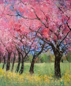 Kirschblüte auf der Wiese, 2022