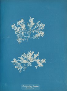 Achnanthes longipes, parasitisch, ca. 1853 von Anna Atkins