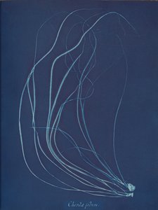 Chorda filum von Anna Atkins