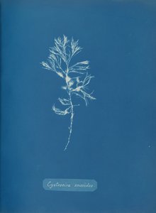 Cystoseira ericoides, ca. 1853