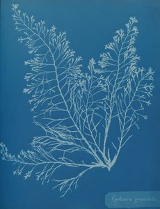 Cystoseira granulata, ca. 1853 von Anna Atkins