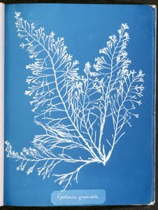 Cystoseira granulata, aus "Photographs of British Algae: Cyanotype Impressions", veröffentlicht 1843-53 von Anna Atkins