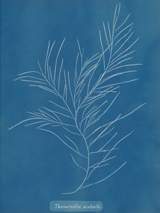 Desmarestia aculeata, ca. 1853 von Anna Atkins