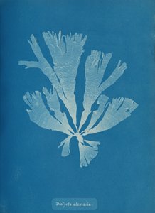 Dictyota atomaria, ca. 1853 von Anna Atkins