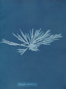 Dictyota dichotoma, ca. 1853 von Anna Atkins