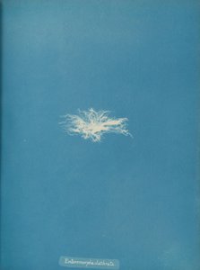Enteromorpha clathrata von Anna Atkins