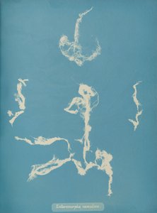 Enteromorpha ramulosa, ca. 1853 von Anna Atkins