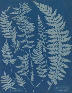 Farne. Beispiel für Cyanotypie von Anna Atkins