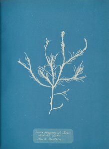 Fucus æruginosus Turner. Med. Meer Sisbon Neu in Großbritannien, ca. 1853 von Anna Atkins
