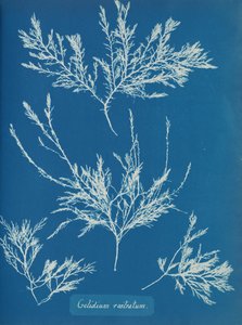 Gelidium rostratum, ca. 1853 von Anna Atkins
