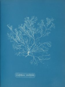 Griffithsia multifida, ca. 1853 von Anna Atkins