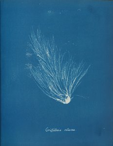 Griffithsia setacea von Anna Atkins