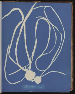 Himanthalia lorea aus Fotografien britischer Algen (Cyanotypie) von Anna Atkins