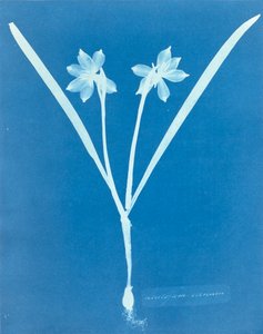 Leucojam Varium von Anna Atkins