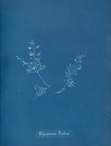 Polysiphonia Brodiæi, ca. 1853 von Anna Atkins